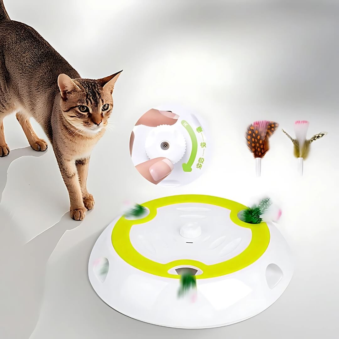 Cat Teaser