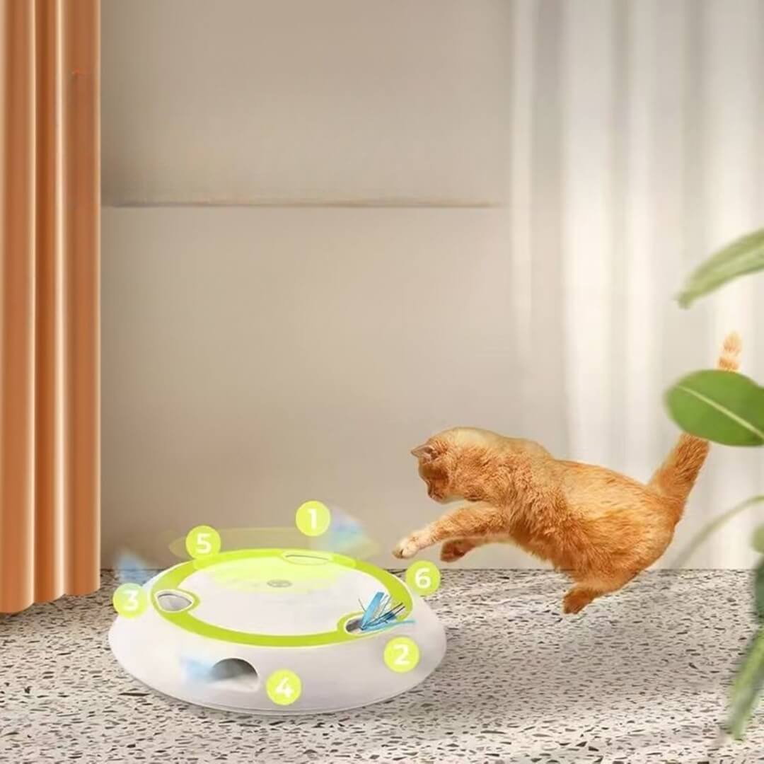 Cat Teaser
