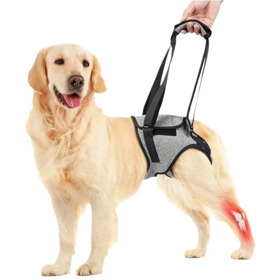 dog hip support sling