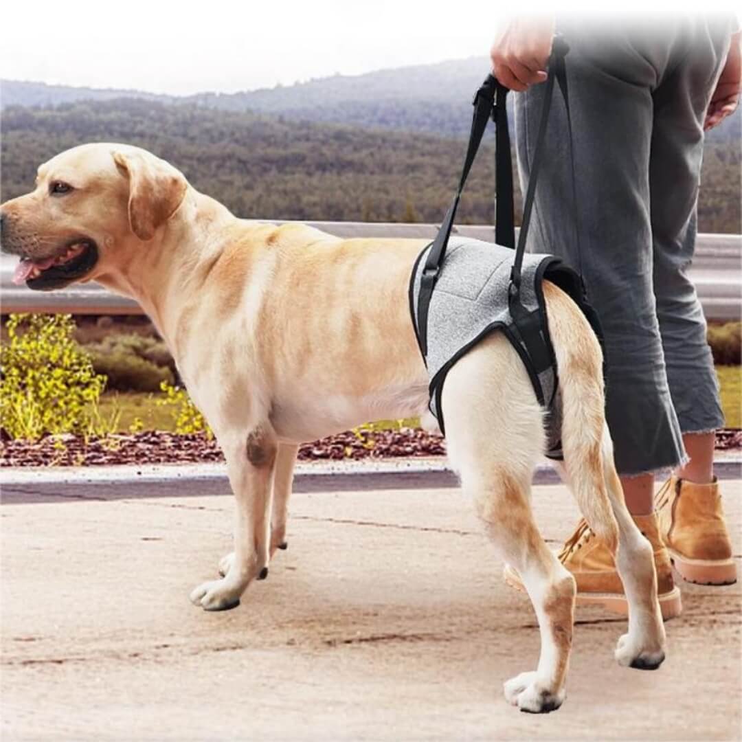 dog hip support sling