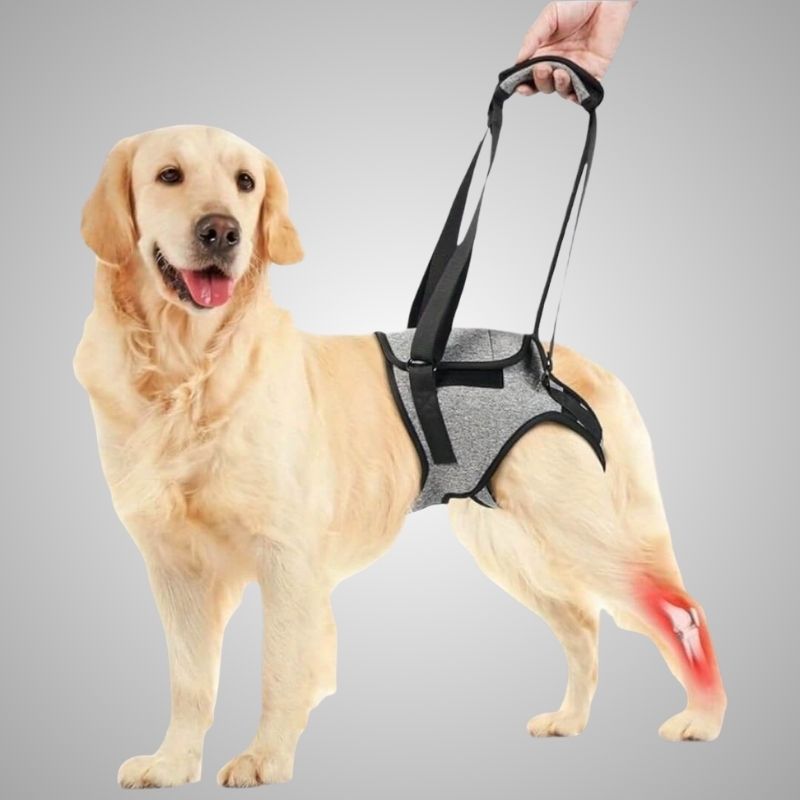 dog hip support sling