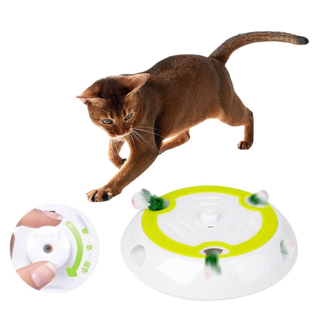 Cat Teaser